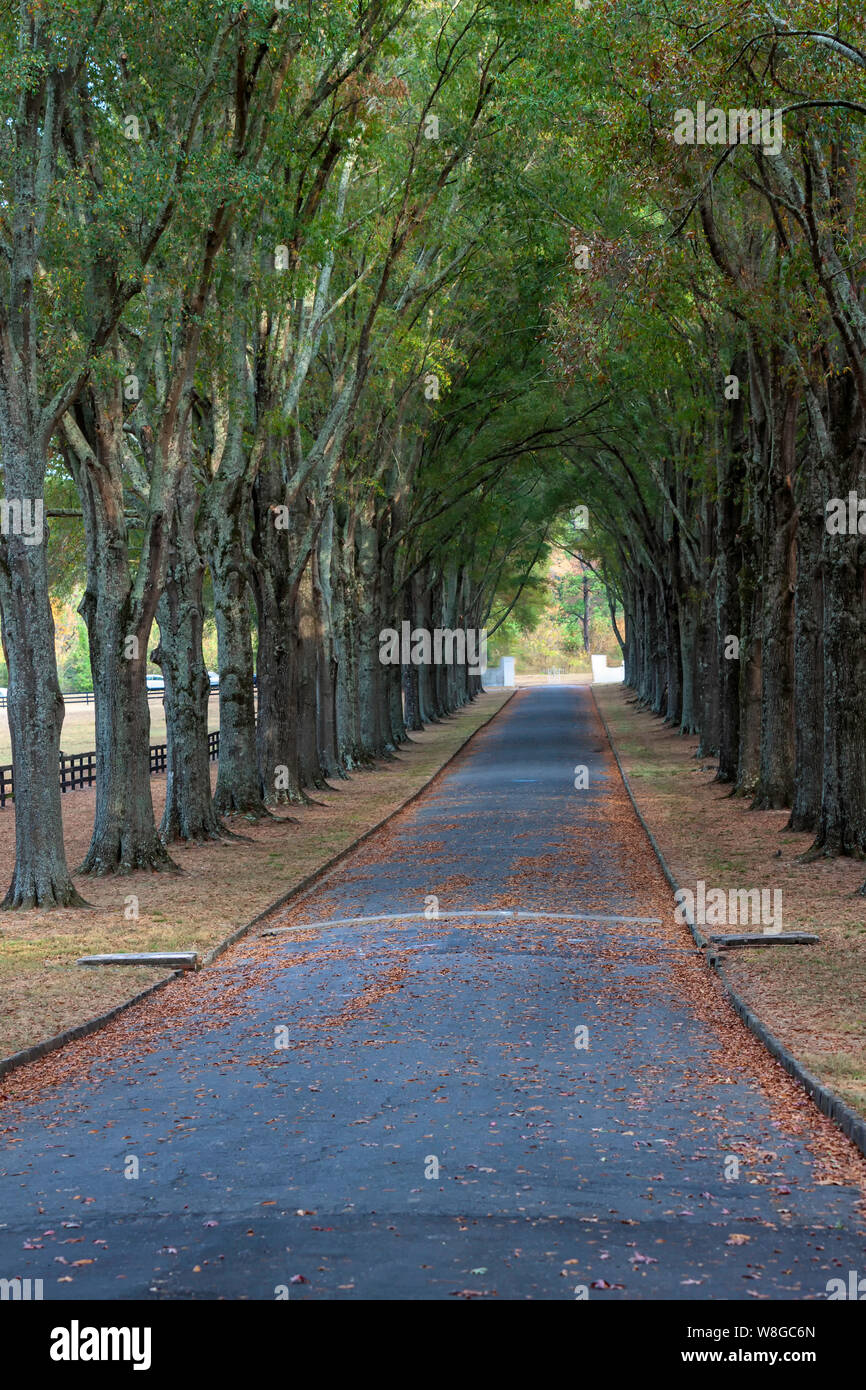 Tree canopy road hires stock photography and images Alamy