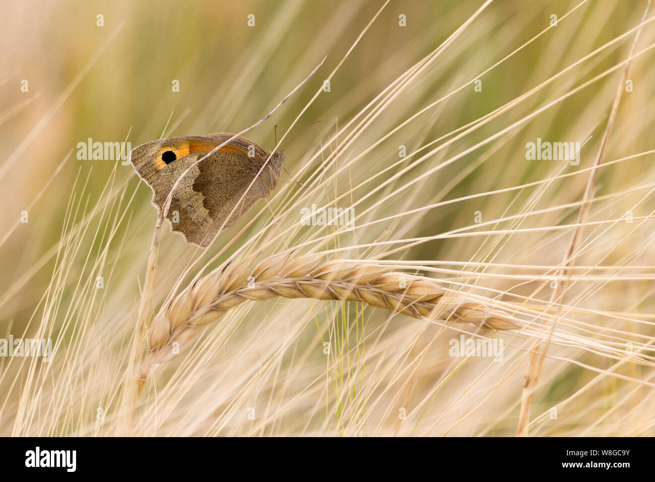 Meadow brown butterfly (Maniola jurtina) female on barley part obscured makes artistic nature image. Black false eye on orange brown and grey wings. Stock Photo