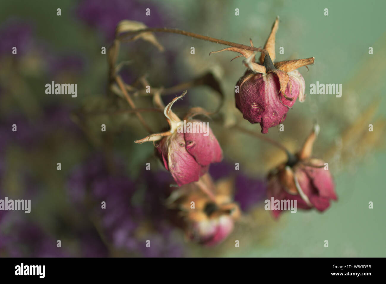 Dried roses and withered roses hi-res stock photography and images - Alamy