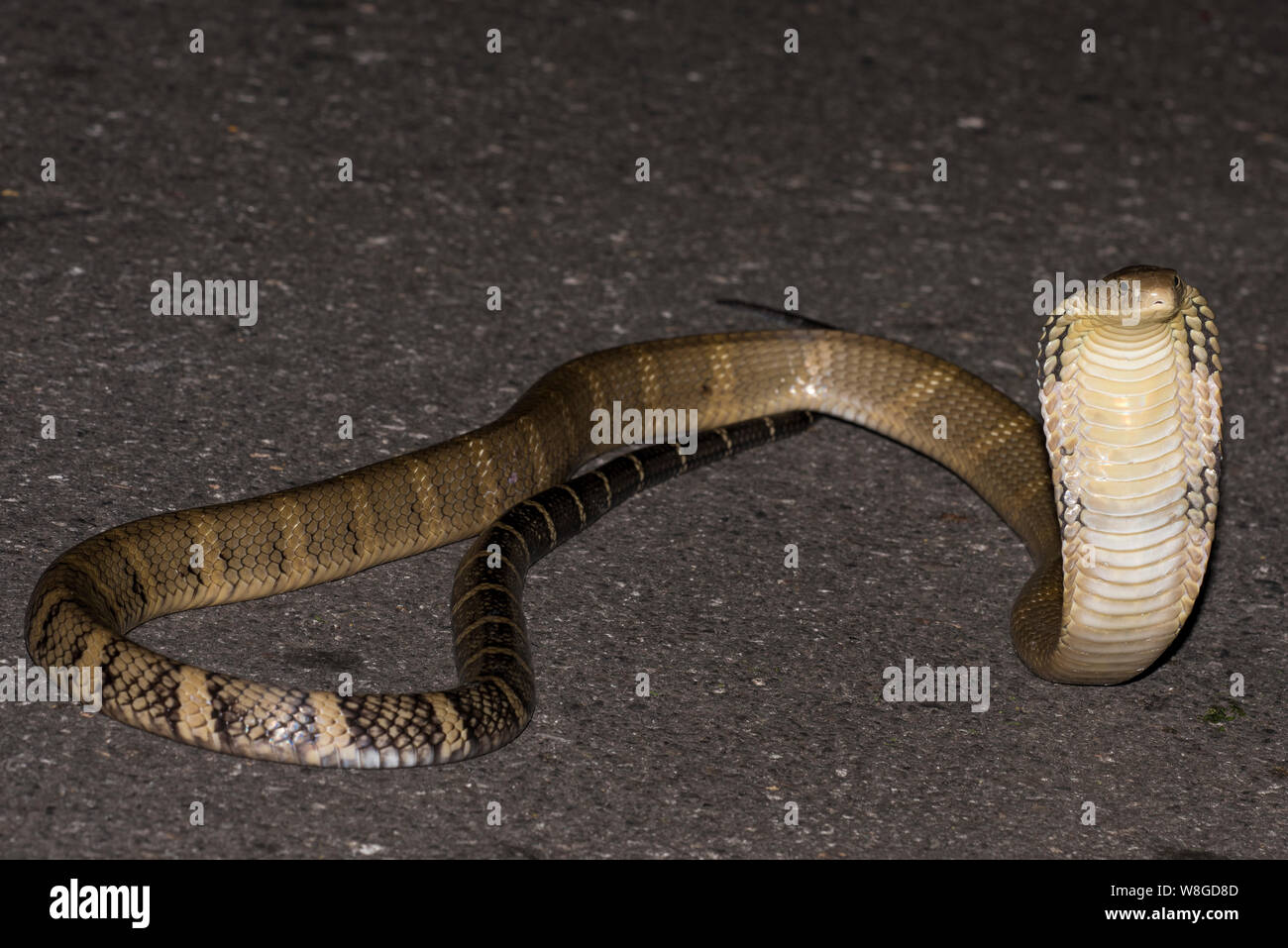 King Cobra (Ophiophagus Hannah) the worlds largest venomous snake on a road at night, Kaeng Krachan NP Thailand Stock Photo