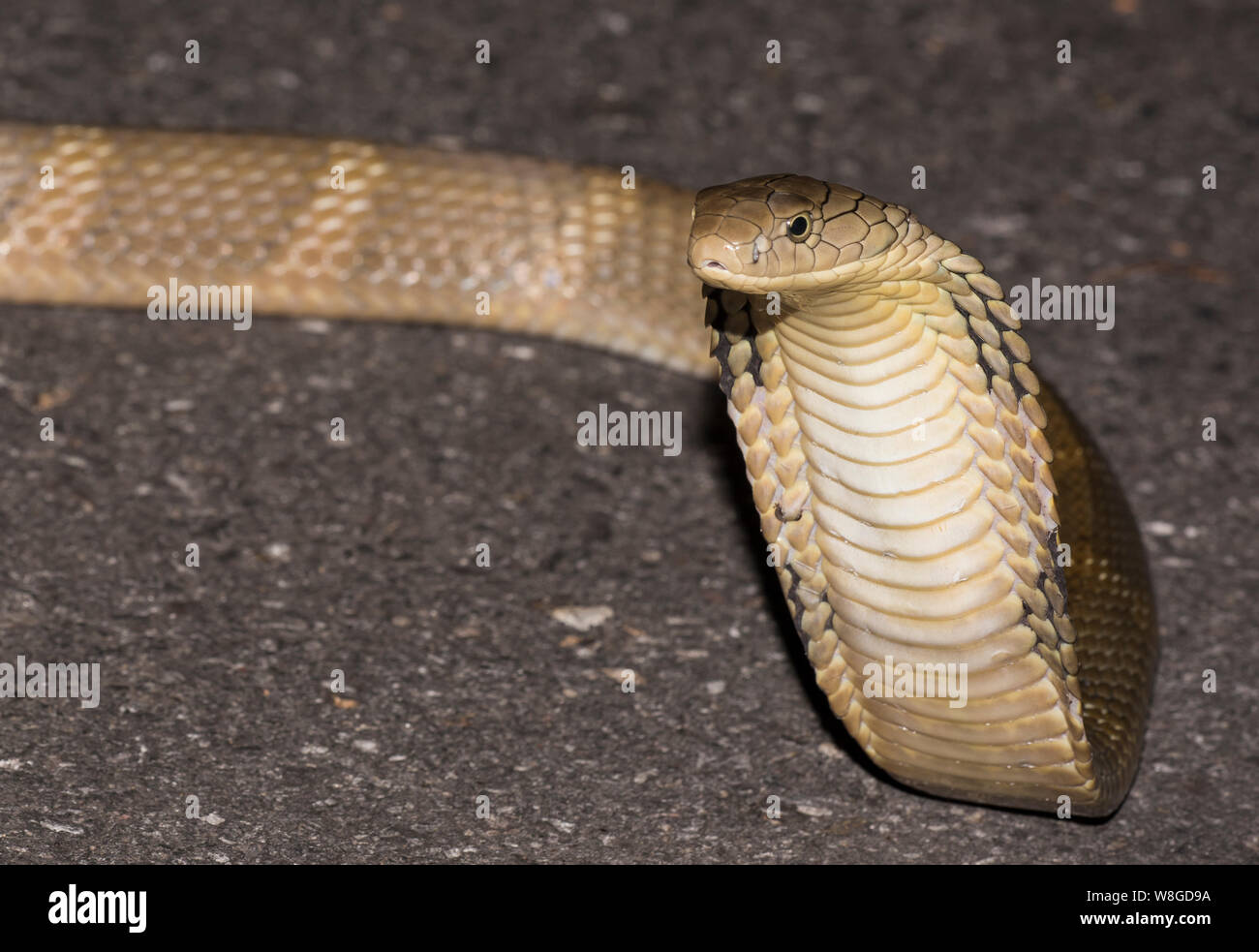 King Cobra (Ophiophagus Hannah) the worlds largest venomous snake on a road at night, Kaeng Krachan NP Thailand Stock Photo