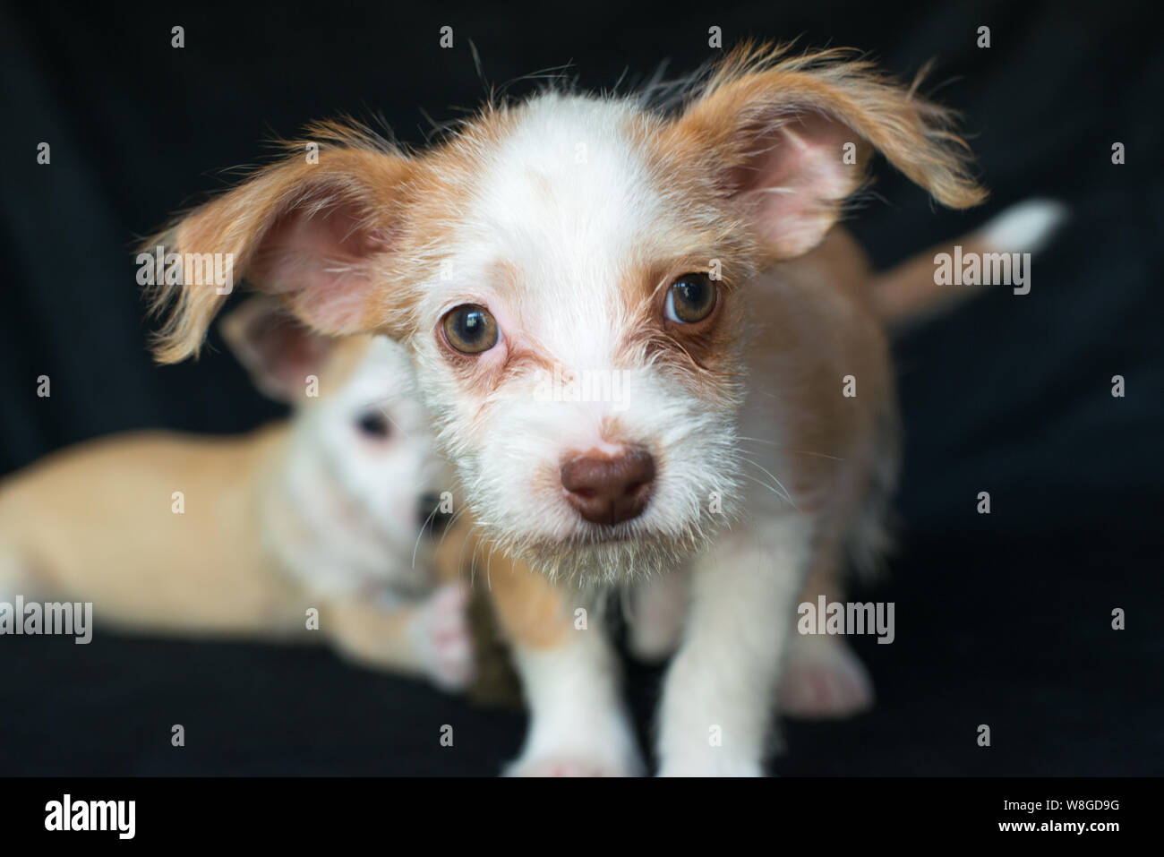 Rescue pup Farley and brother Neo in the background from Starpaws rescue foundation pose for photoshoot to be adopted Stock Photo