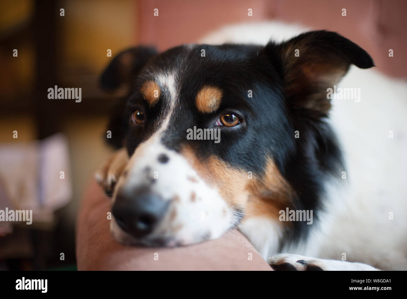 Jedi the dog posing for camera. Long haired Collie. Champion dog. Working training dog. Won awards. Stock Photo