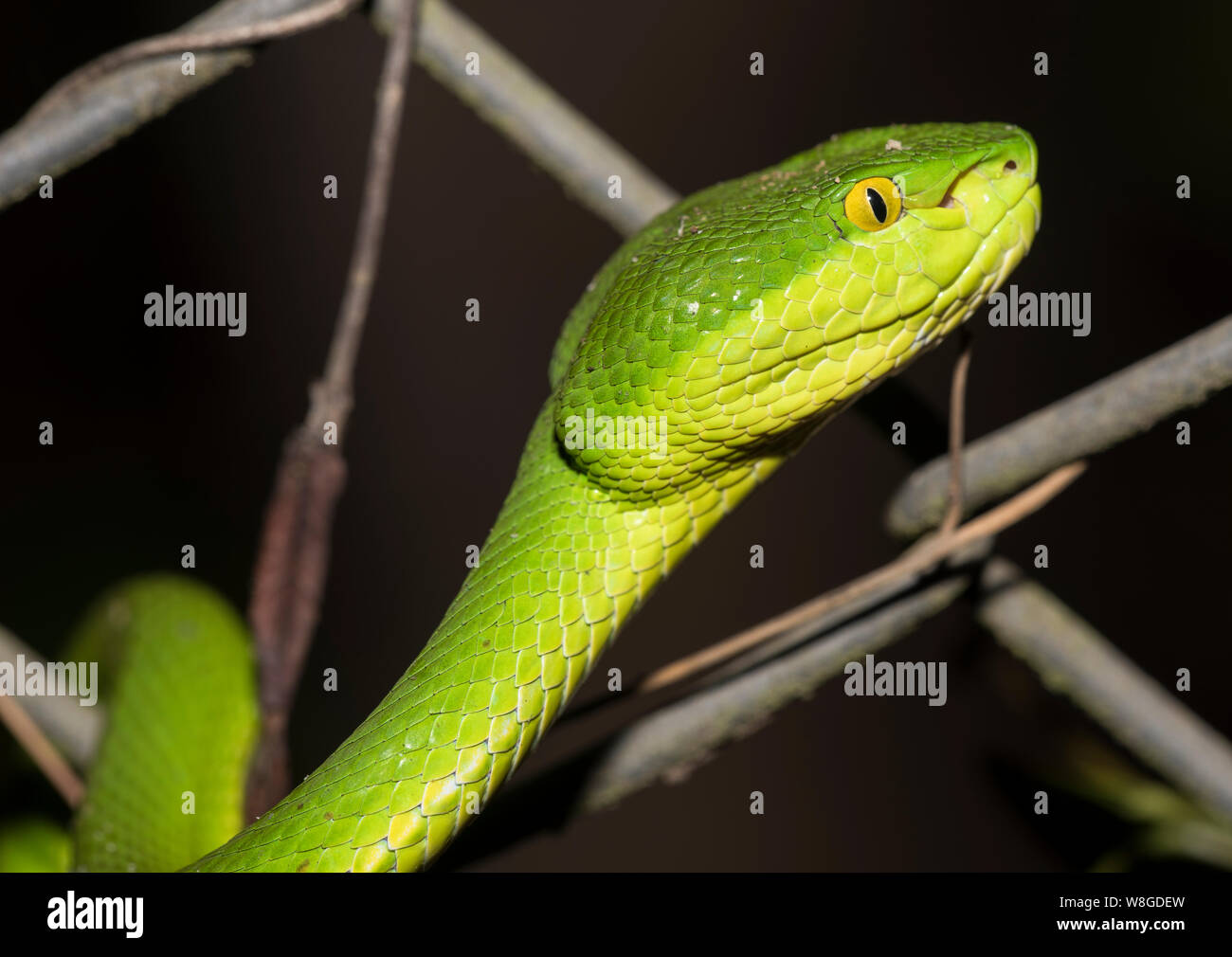 Close up photo of a White-Lipped Pit Viper  (Trimeresurus albolabris) curled up in Thailand Stock Photo