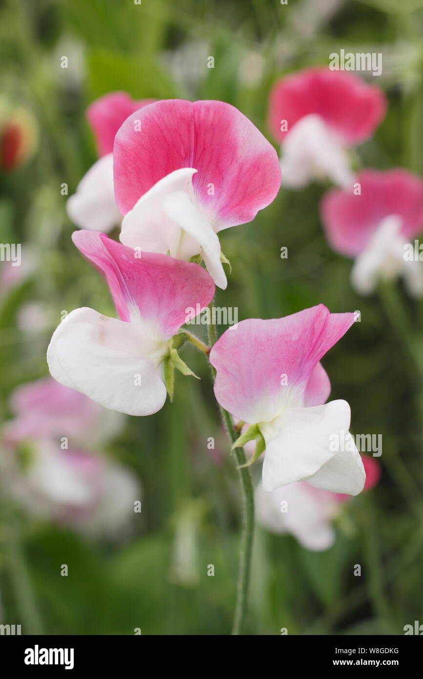Lathyrus odoratus 'Painted Lady', an old fashioned, scented Grandiflora sweet pea Stock Photo