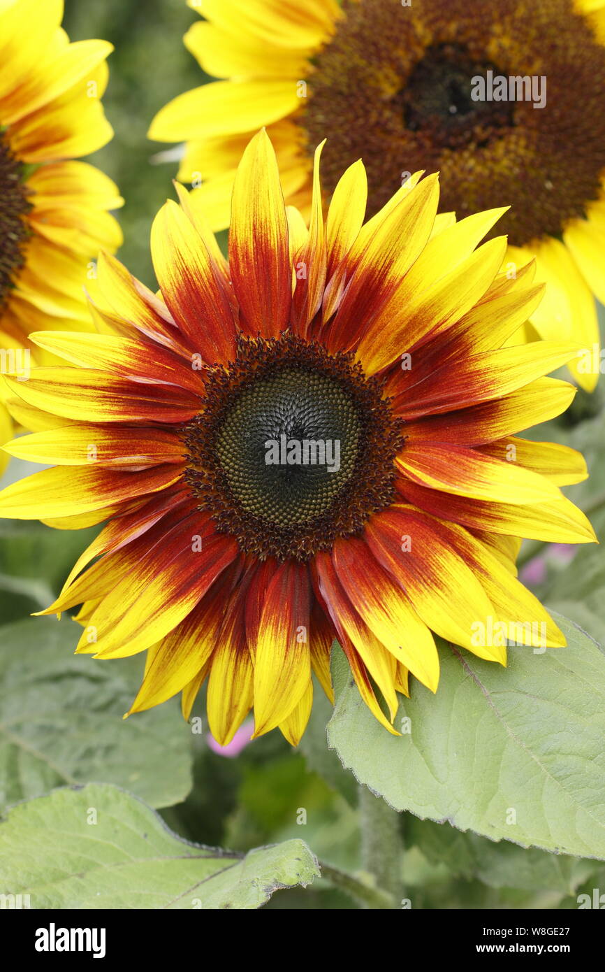 Helianthus annuus 'Firecracker'. Dwarf sunflower flowering in a summer garden border. UK Stock Photo