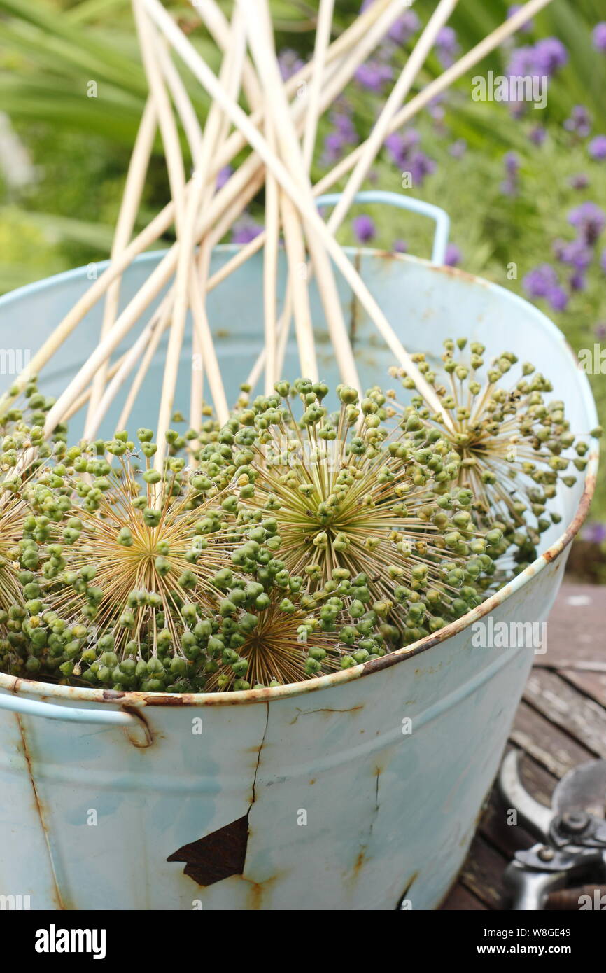 Allium seed heads hires stock photography and images Alamy