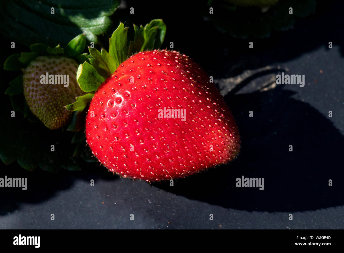 Extreme close up of a strawberry with dark background Stock Photo