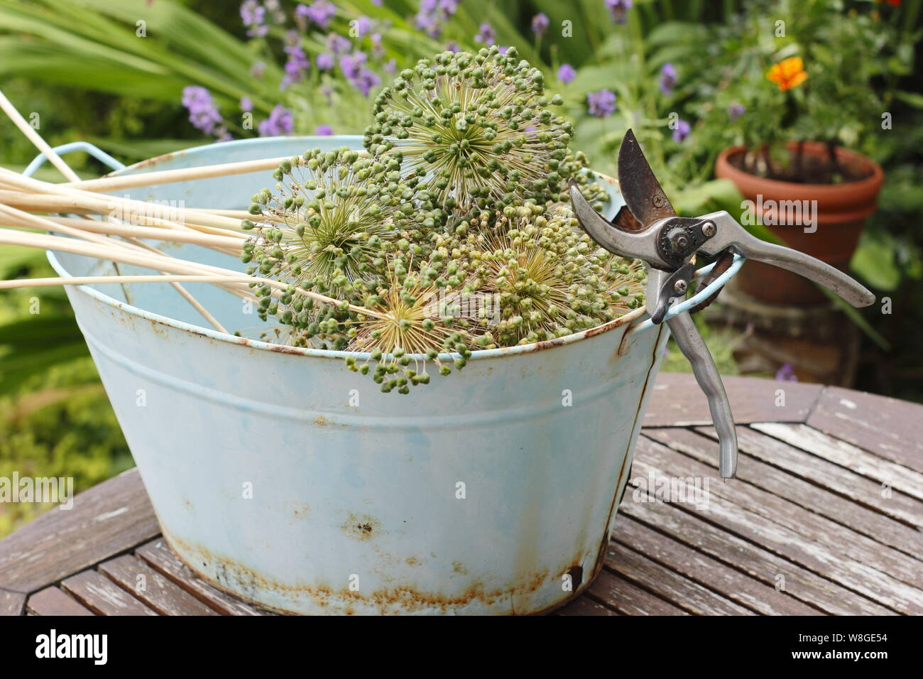 Allium seed heads hires stock photography and images Alamy