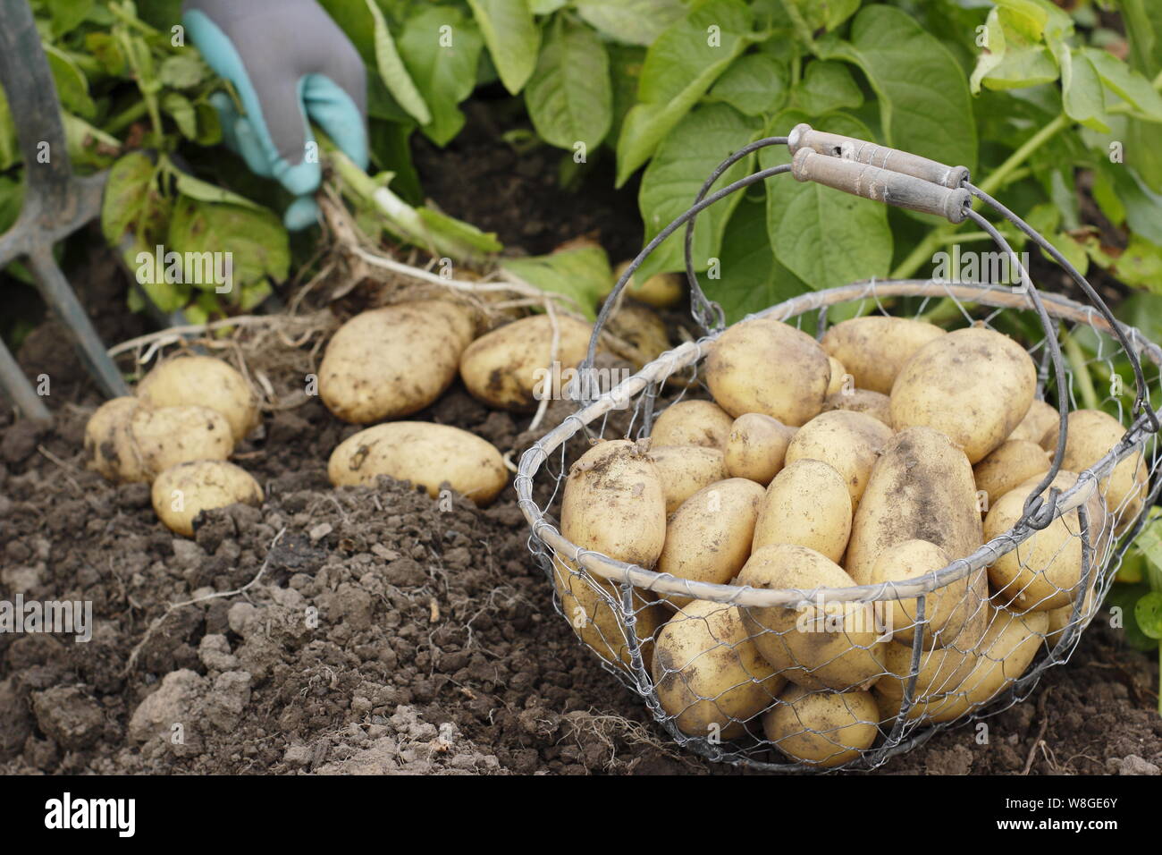 Solanum tuberosum. Harvesting 'Lady Christl' first early potatoes by