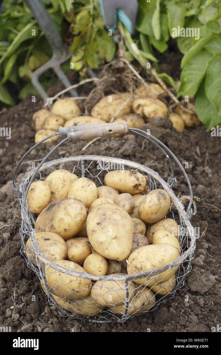 Solanum tuberosum. Harvesting 'Lady Christl' first early potatoes by