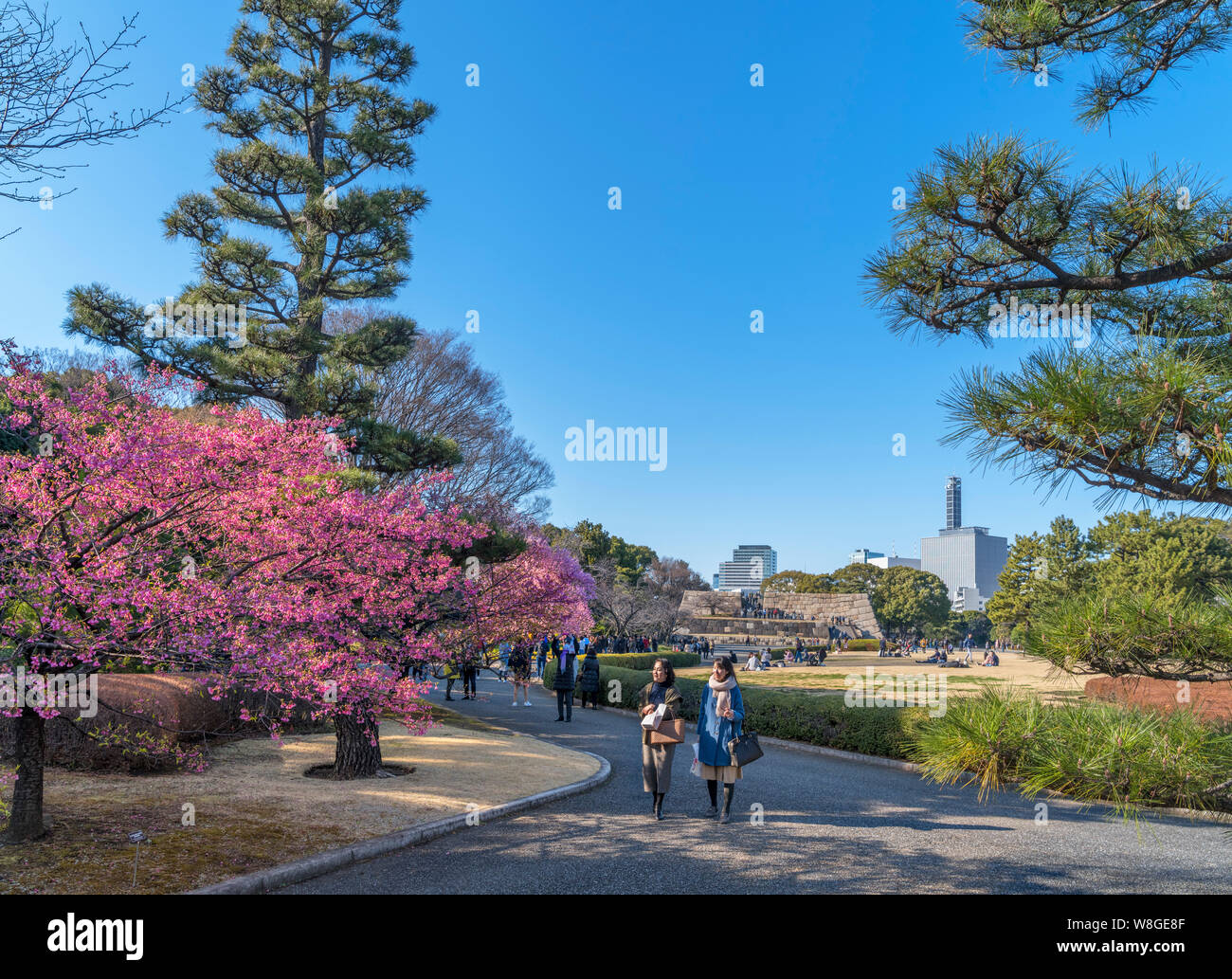 Cherry blossom with the site of the Edo Castle Keep in the distance, East Gardens, Imperial Palace, Tokyo, Japan Stock Photo