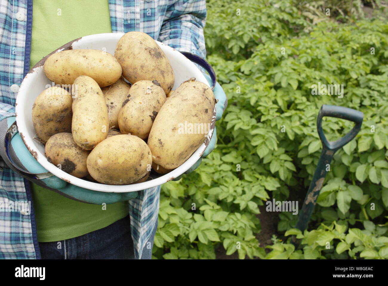 Solanum tuberosum. Harvesting 'Lady Christl' first early potatoes into a colander in a kitchen garden. UK Stock Photo