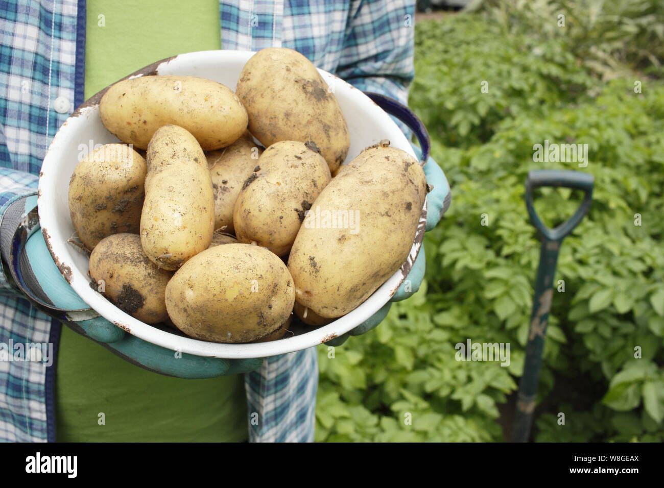 Solanum tuberosum. Harvesting 'Lady Christl' first early potatoes into