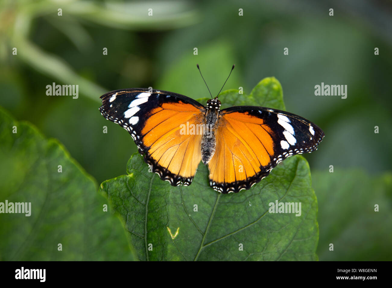 Butterfly world hi-res stock photography and images - Alamy