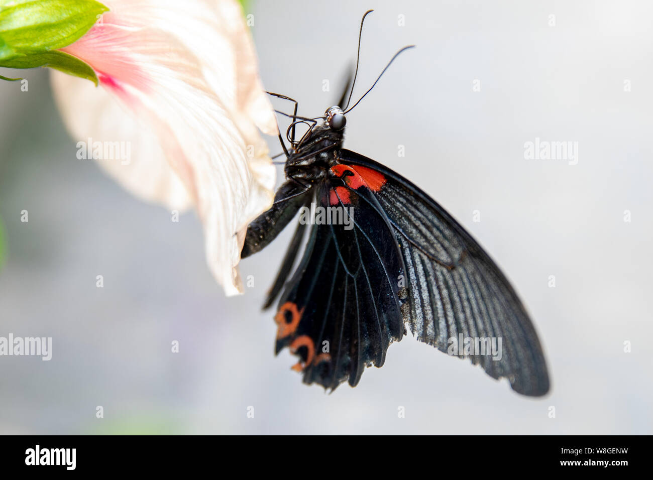 Butterfly attraction hi-res stock photography and images - Alamy