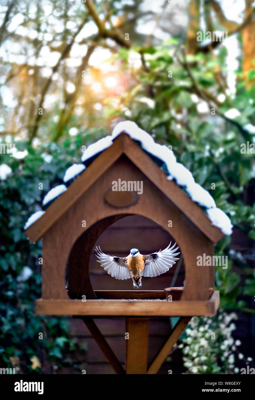 NUTHATCH BIRD TABLE SNOW Sitta Europaea Wings Spread Landing Snow Winter Feed Feeding Table Freeze frame winter scene of European Nuthatch (Sitta Europaea) landing at snow covered bird feeding table in domestic garden at winter sunset Stock Photo
