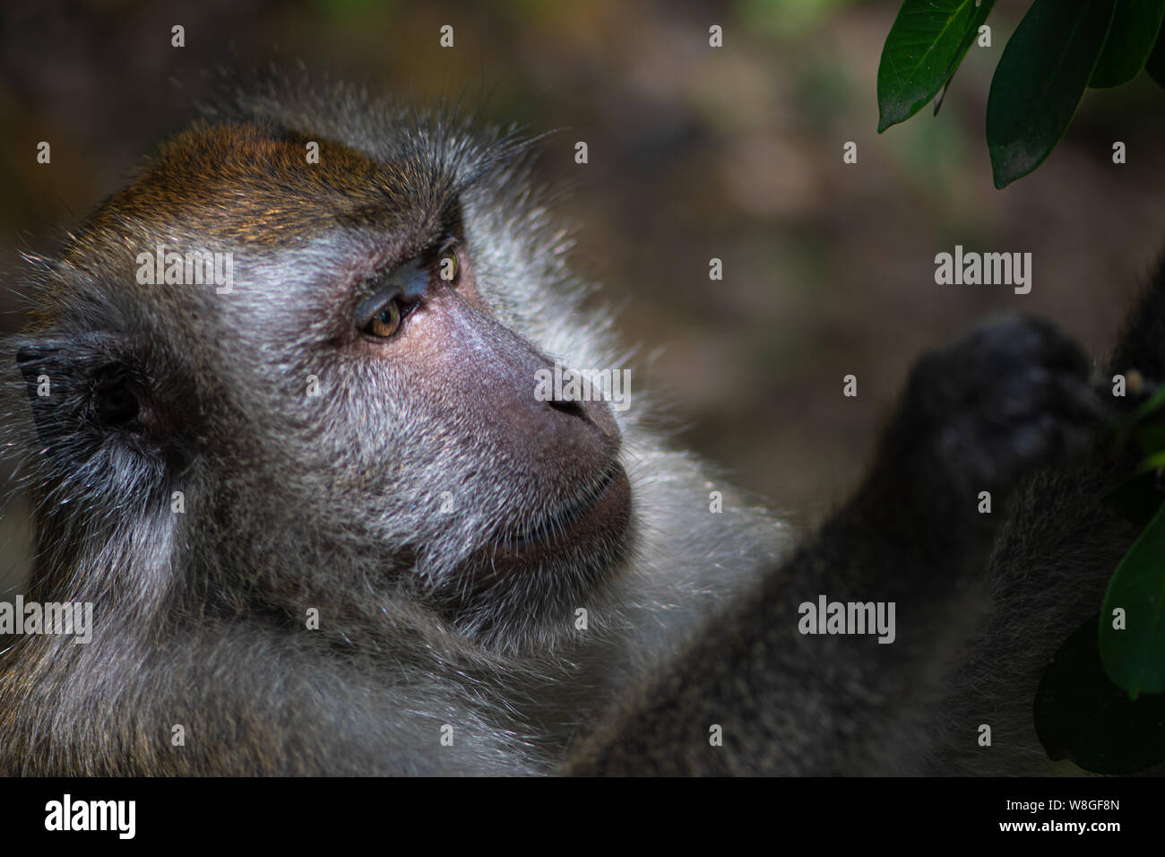 Crab eating macaque, Macaca fascicularis,adult profile Stock Photo Alamy