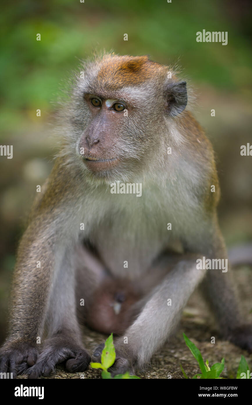 Single Male Crab eating macaque, Macaca fascicularis Stock Photo Alamy
