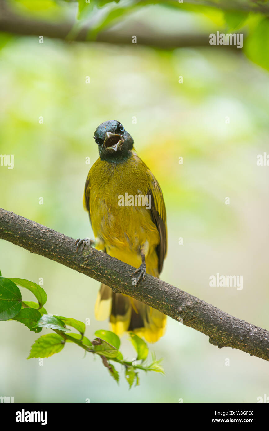Black-headed bulbul, Pycnonotus atriceps, perched on a tree branch Stock Photo