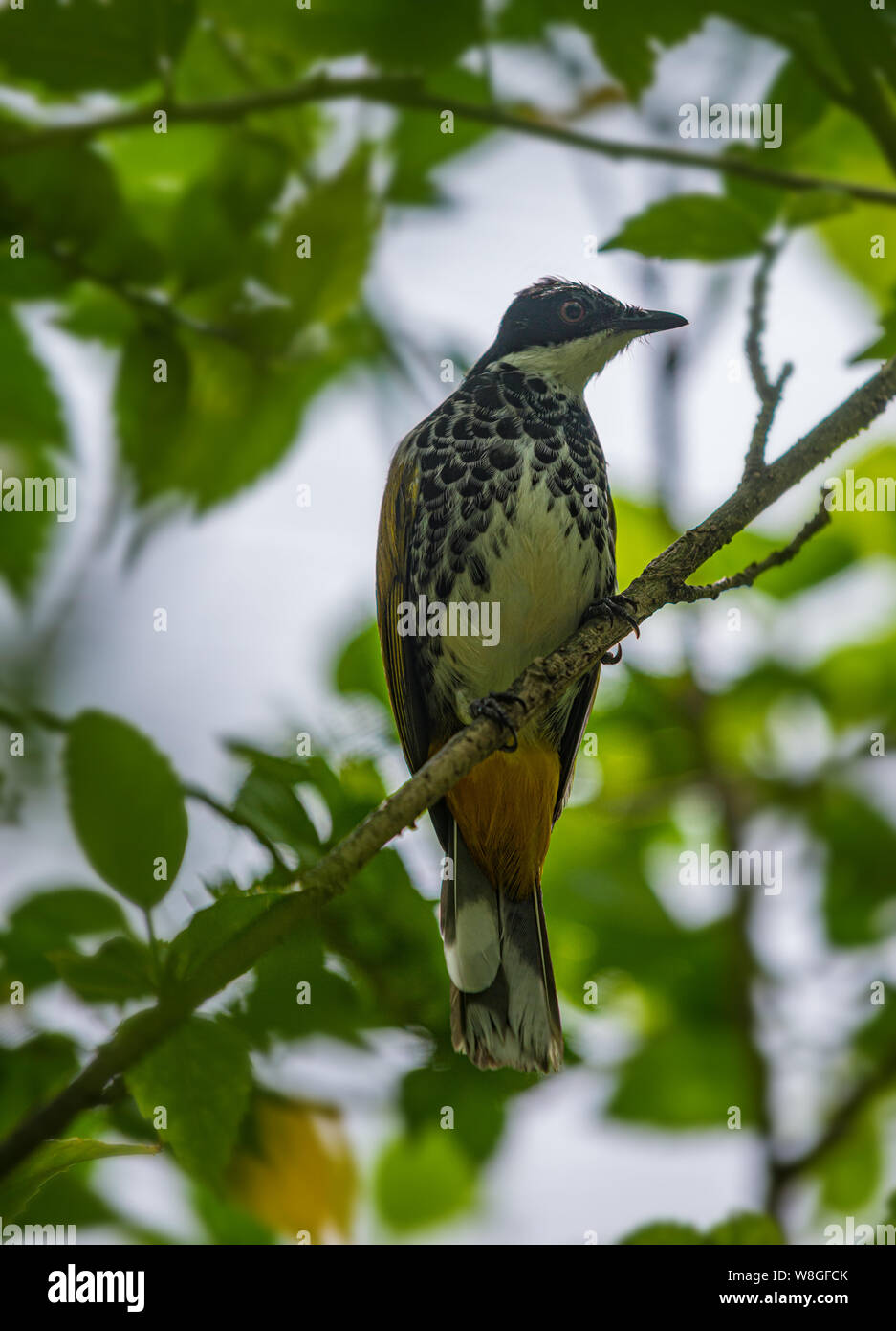 Scaly breasted bulbul, Pycnonotus squamatus perched on a tree branch Stock Photo