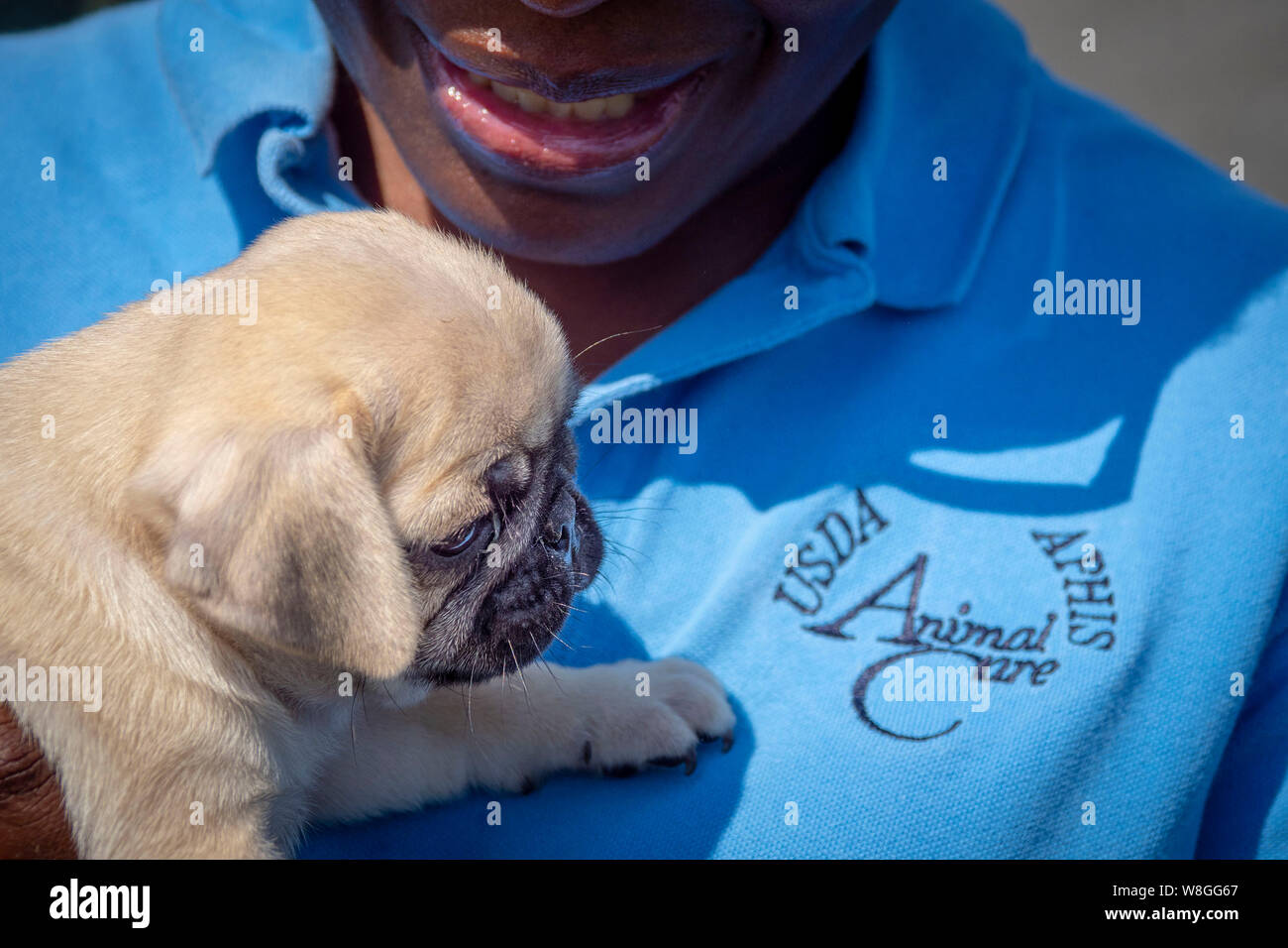 A veterinary medical officer holds a puppy pug Stock Photo