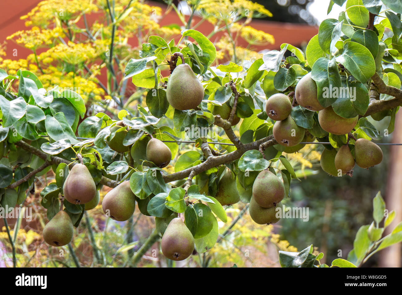 ESPALIER ESPALIERED Pear Fruit Tree 'Beurre Hardy' (Pyrus communis 'Beurre Hardy') espalier trained ripening in a summer kitchen garden with garden parasol behind Stock Photo