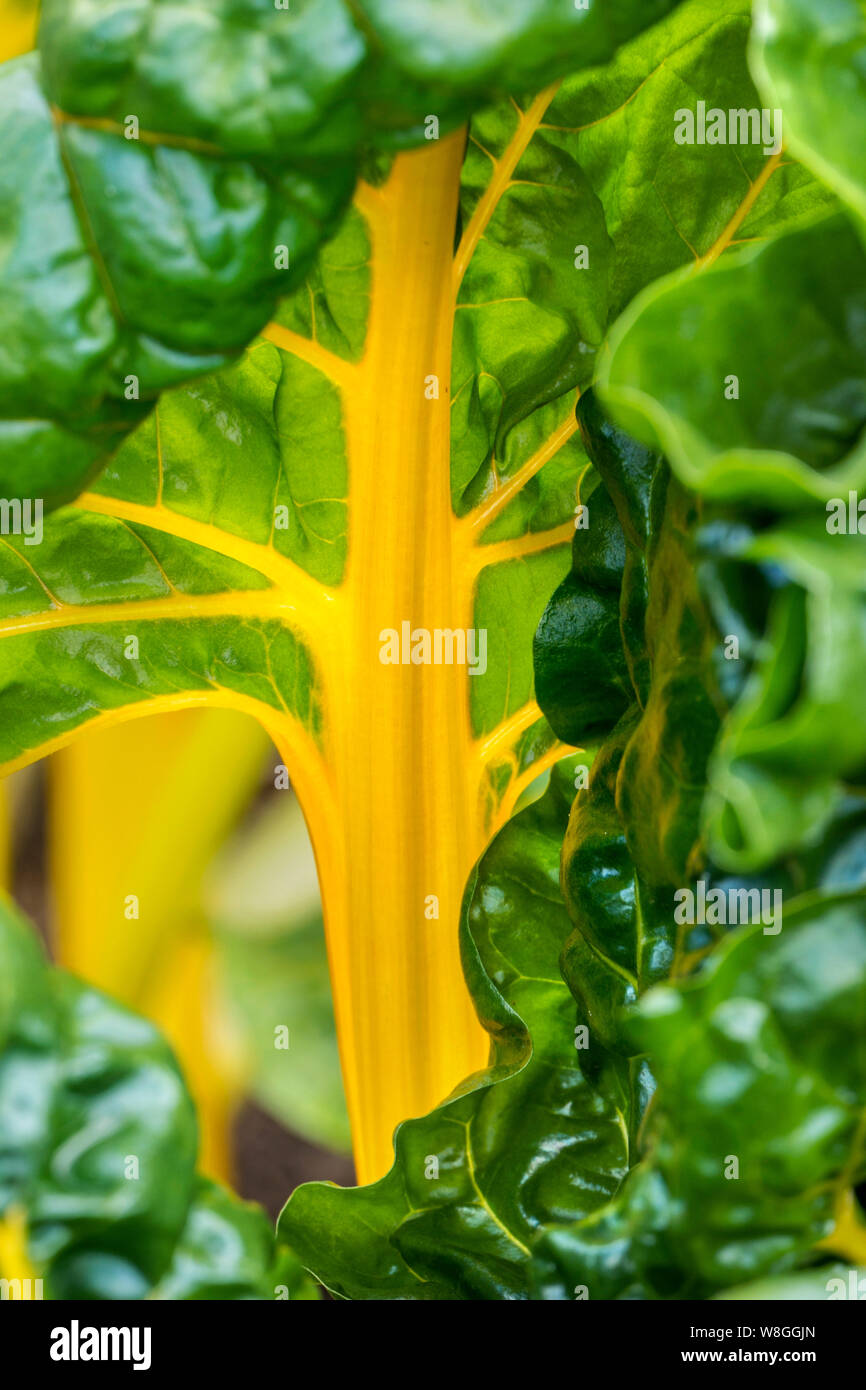 Swiss Chard Yellow Chard Close View, in diffused summer sunlight growing in a Kitchen vegetable  garden. Chard, (Beta vulgaris, variety cicla), also called Swiss chard, variety of the beet of the amaranth family (Amaranthaceae), grown for its edible leaves and leafstalks. Stock Photo