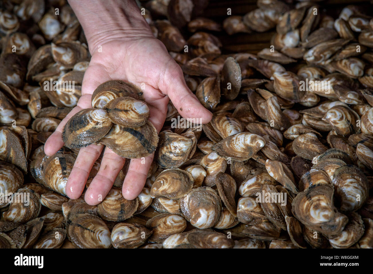 Oyster farmer showing off a portion of oysters she has prodcued on Mobile Bay Stock Photo