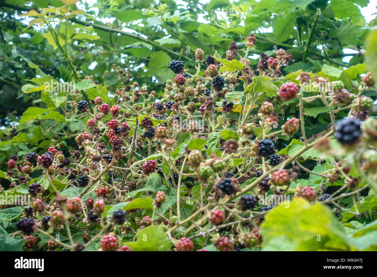 Blackberries on bramble bushes ripening in the wild. Stock Photo