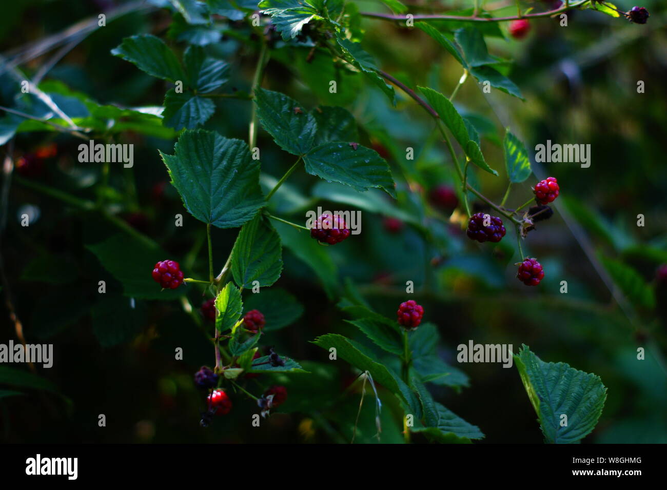 Blackberry bushes hires stock photography and images Alamy