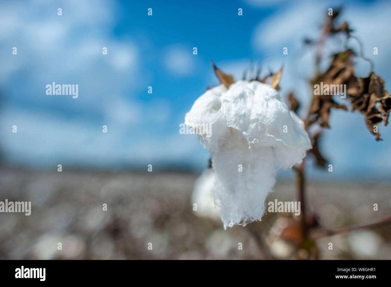 Cotton plant in a cotton field Stock Photo Alamy