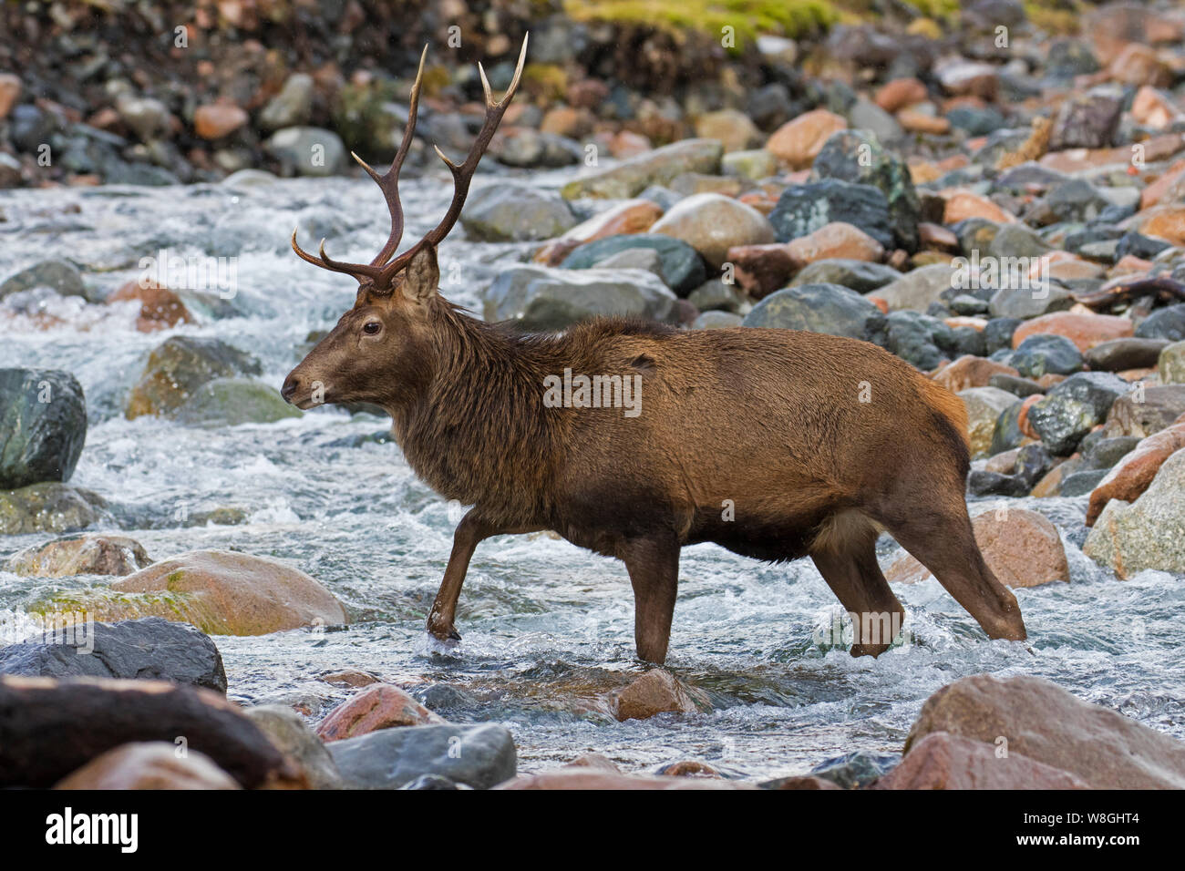 Red deer stag / male (Cervus elaphus) crossing river / mountain stream in winter in the Scottish Highlands, Scotland, UK Stock Photo