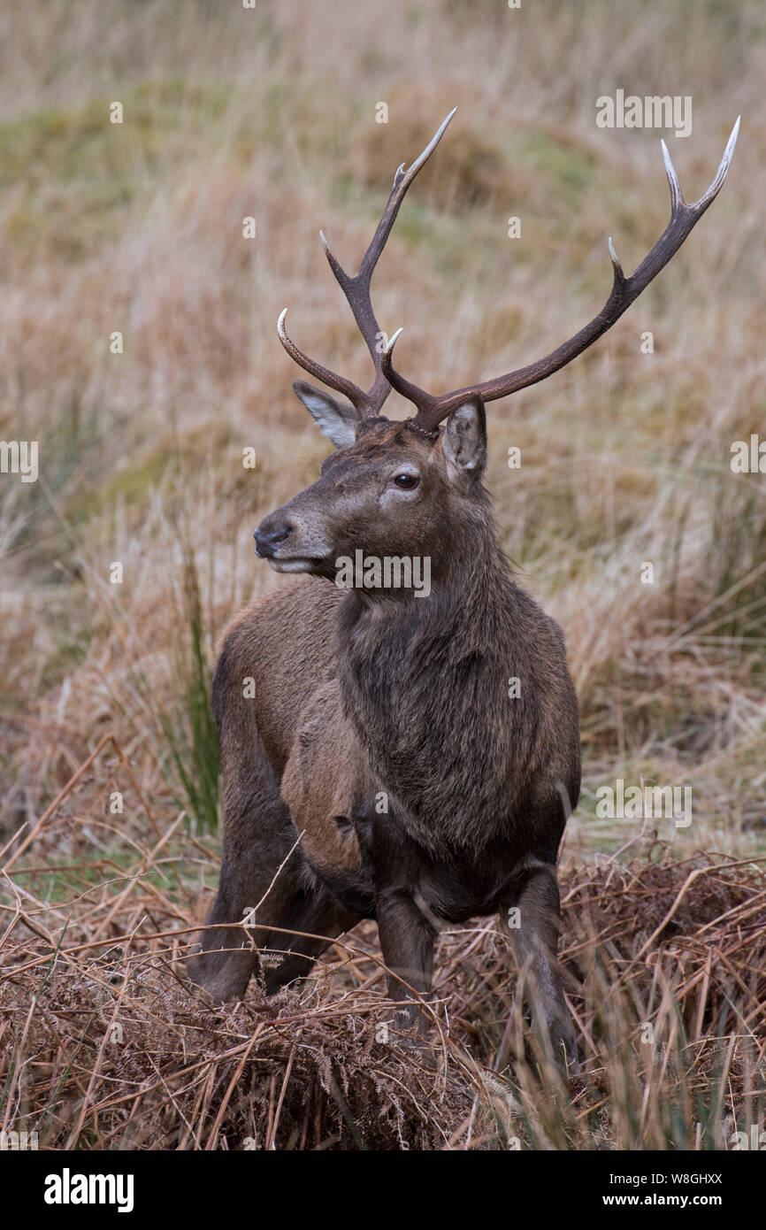 Red deer stag / male (Cervus elaphus) in grassland in winter in the Scottish Highlands, Scotland, UK Stock Photo