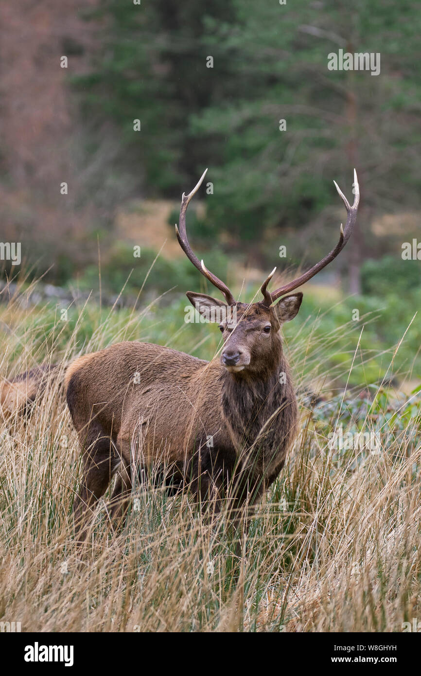 Red deer stag / male (Cervus elaphus) in grassland at forest edge in winter in the Scottish Highlands, Scotland, UK Stock Photo