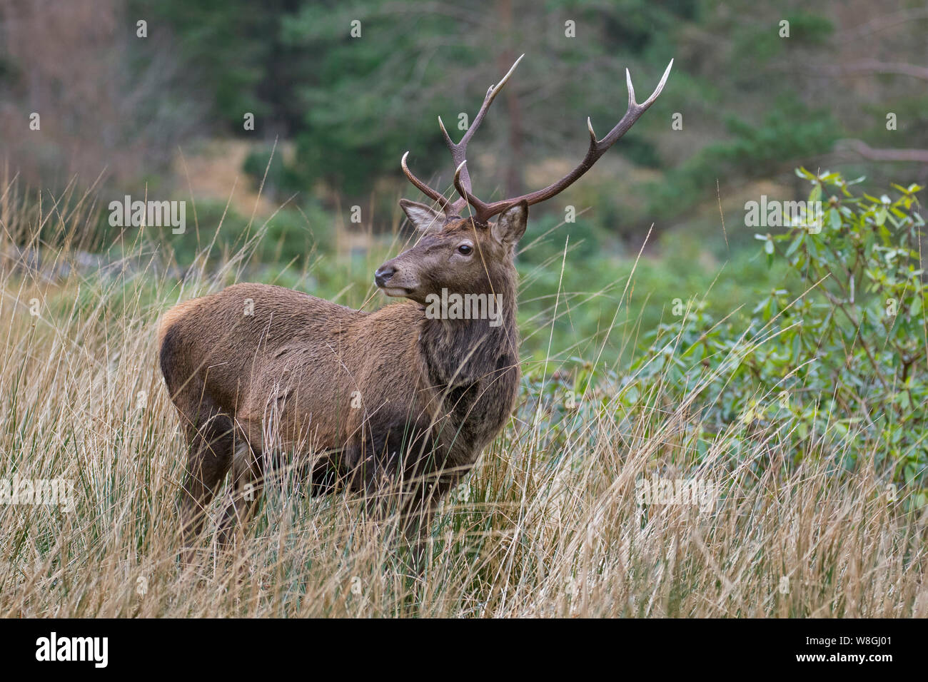 Red deer stag / male (Cervus elaphus) in grassland at forest edge in winter in the Scottish Highlands, Scotland, UK Stock Photo