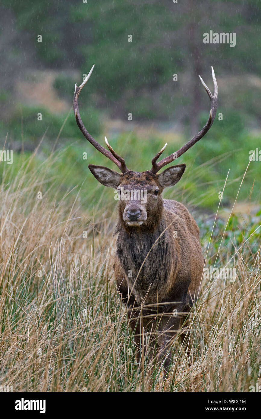 Red deer stag / male (Cervus elaphus) in grassland at forest edge in winter in the Scottish Highlands, Scotland, UK Stock Photo