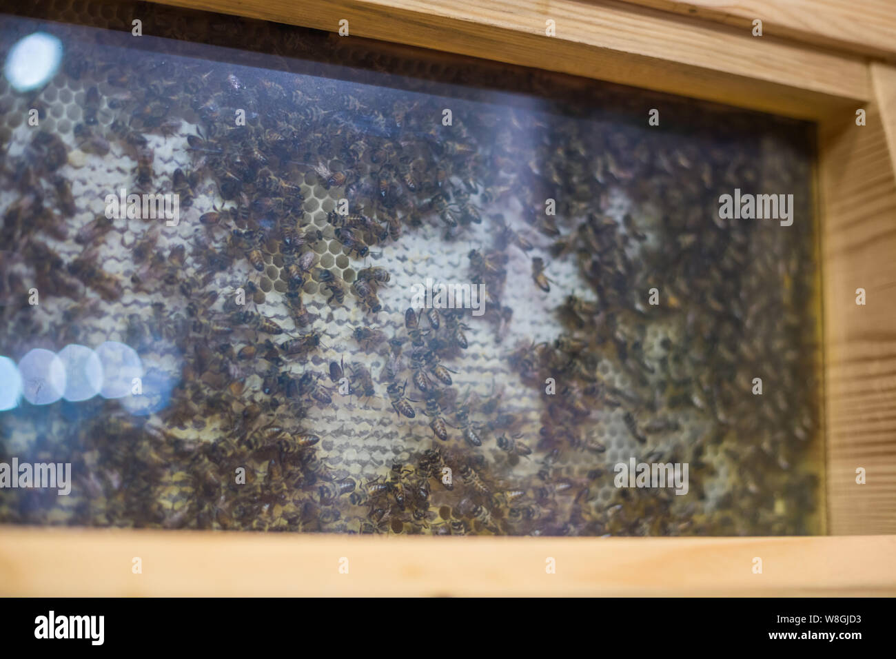 Demonstration of honey bees in glass hive Stock Photo - Alamy