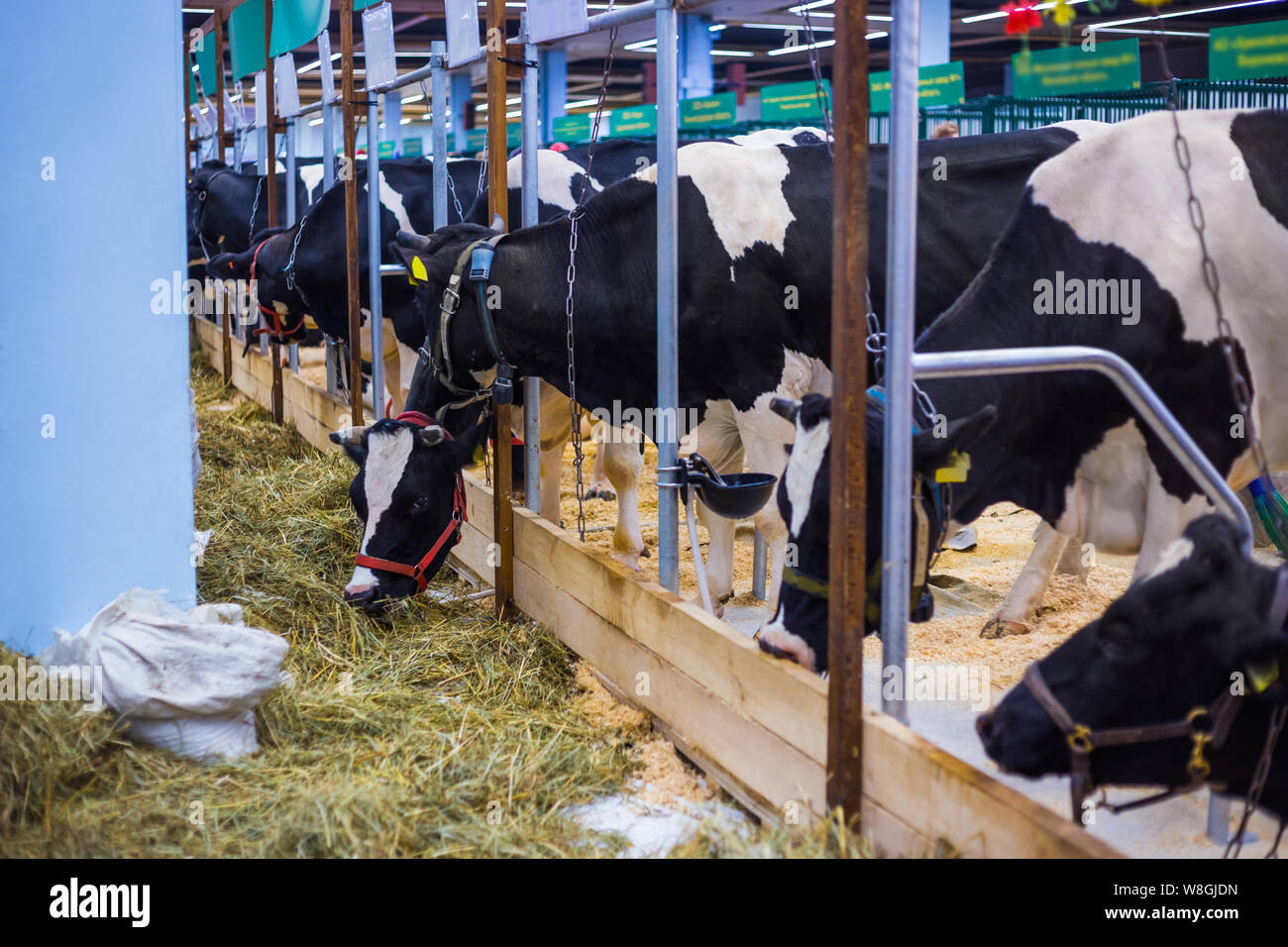Cows eating hay at dairy farm Stock Photo Alamy