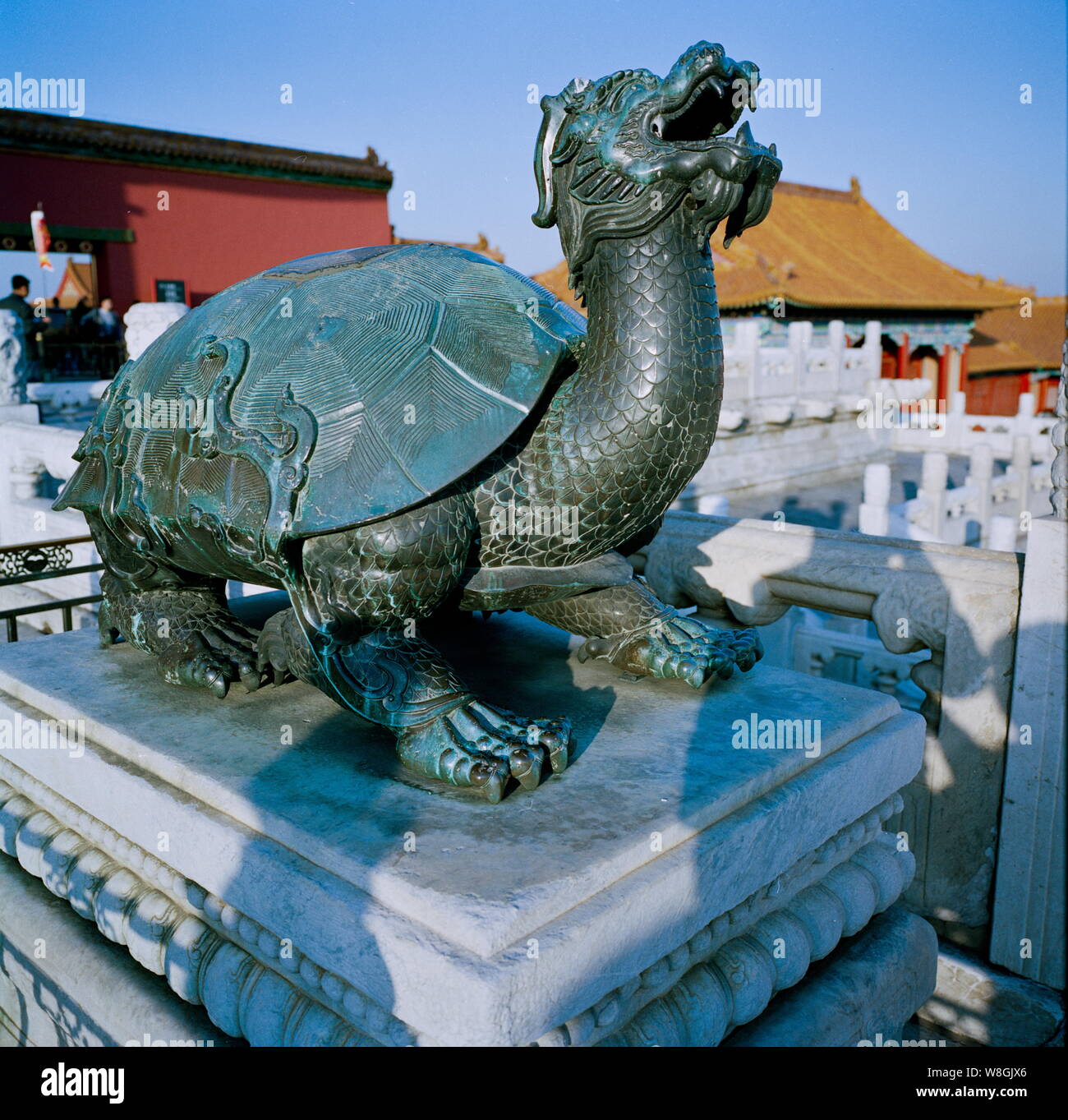 Tortoise and black sales
