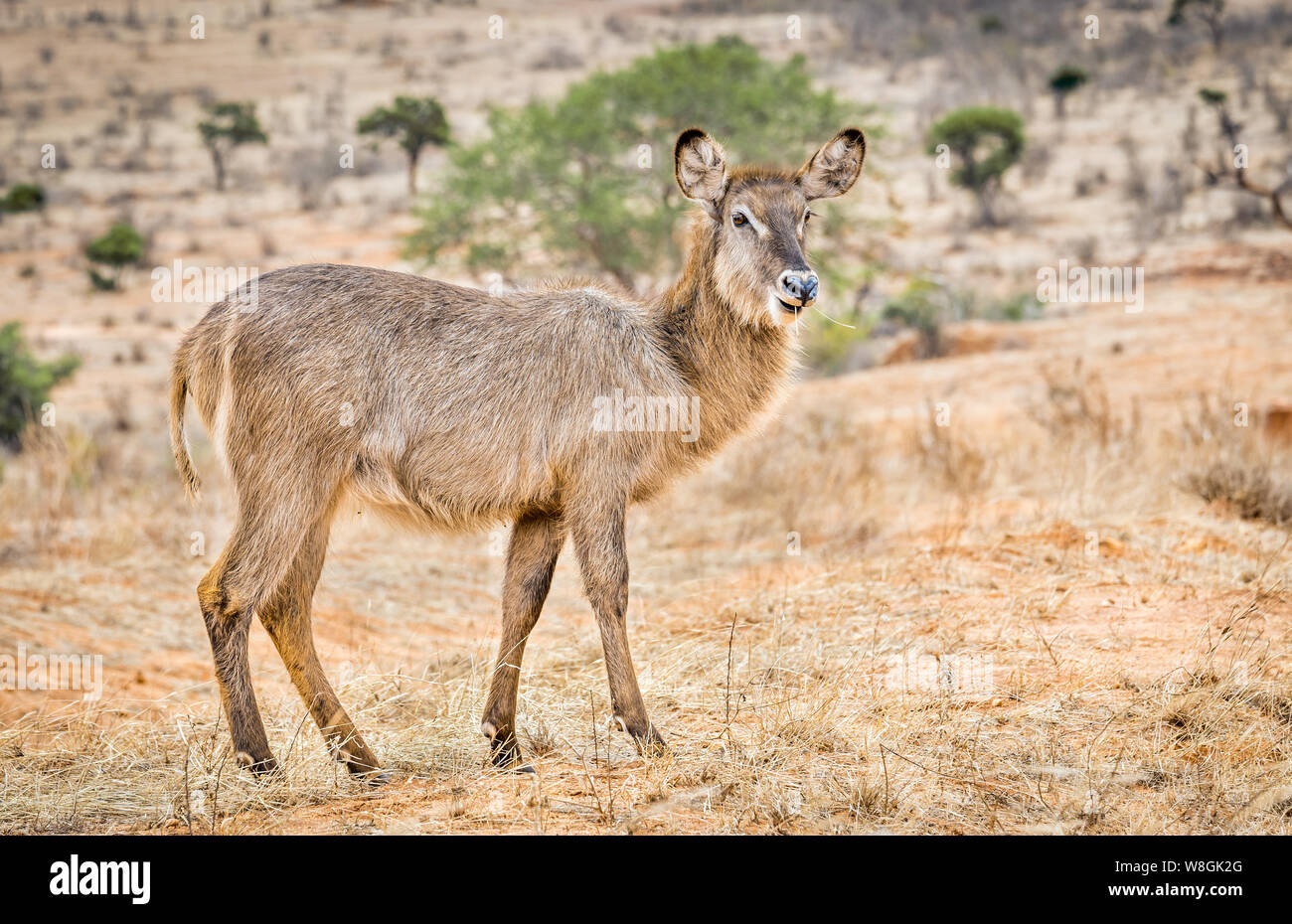 Cute african impala on savannah plains in Tsavo East park, Kenya Stock Photo