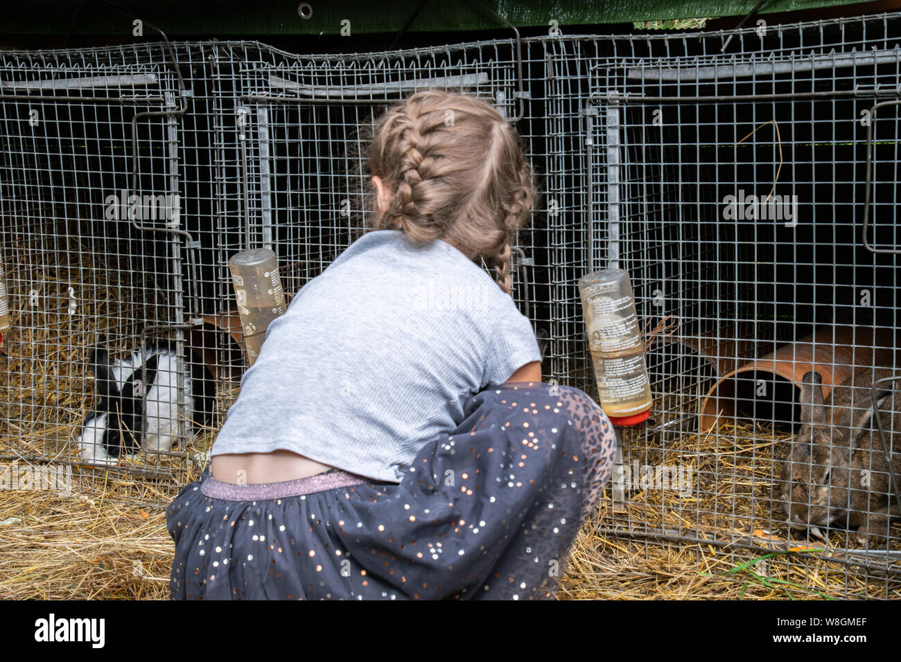 Girl feeding bunnies Stock Photo