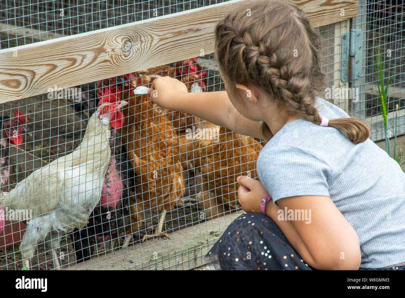 Girl feeding chickens Stock Photo