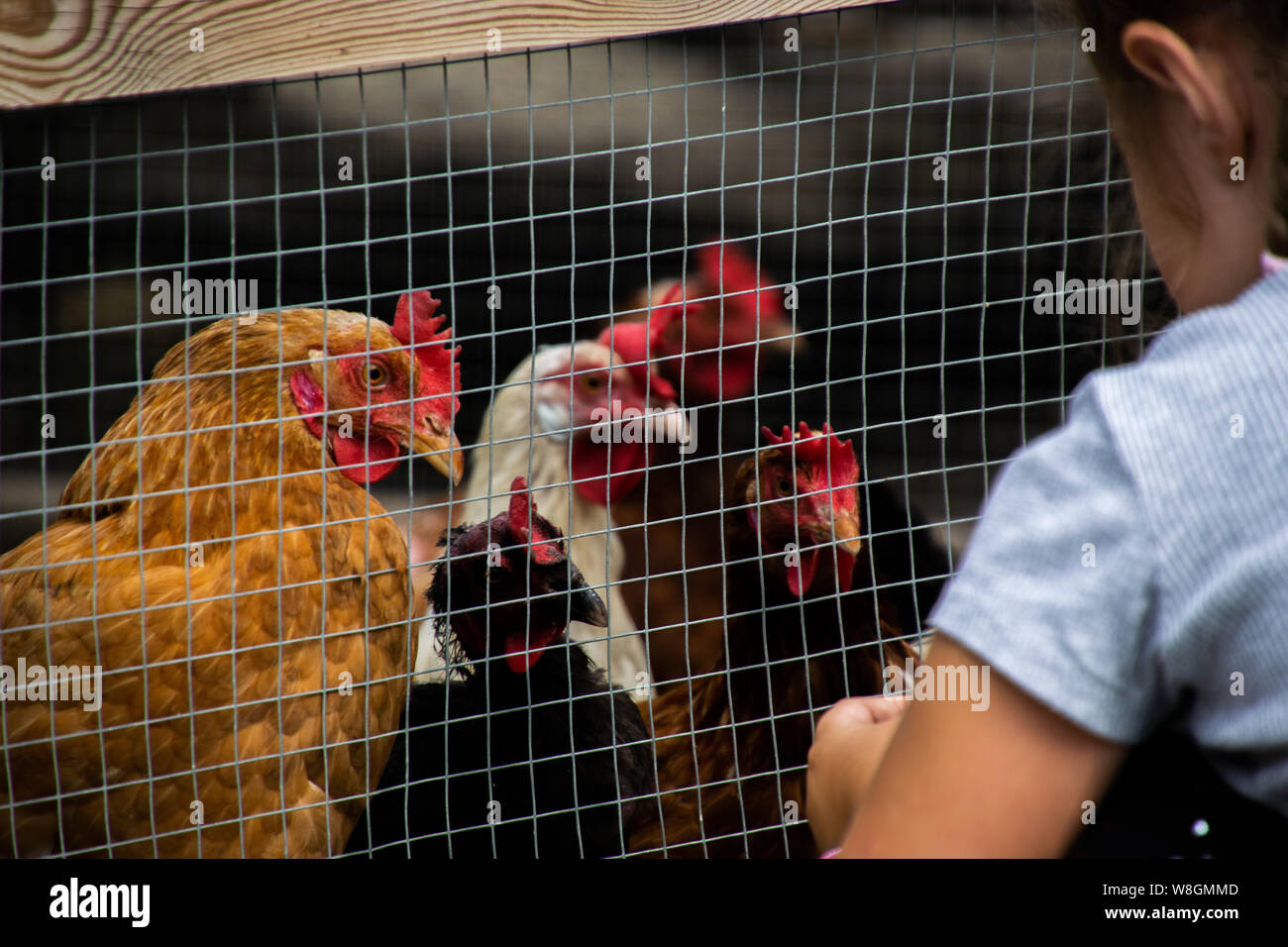 Girl feeding chickens Stock Photo