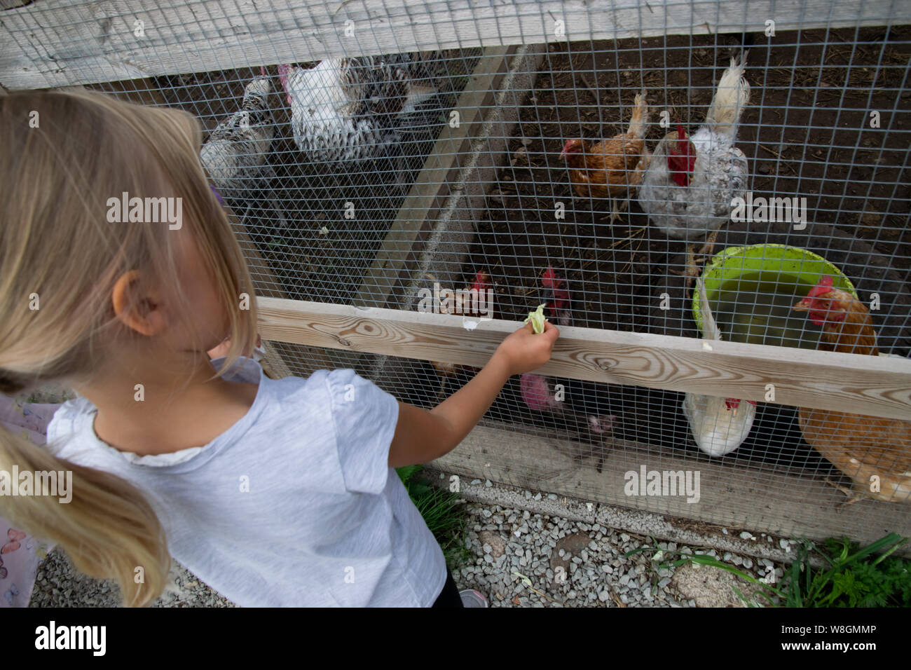 child feeding chicken Stock Photo