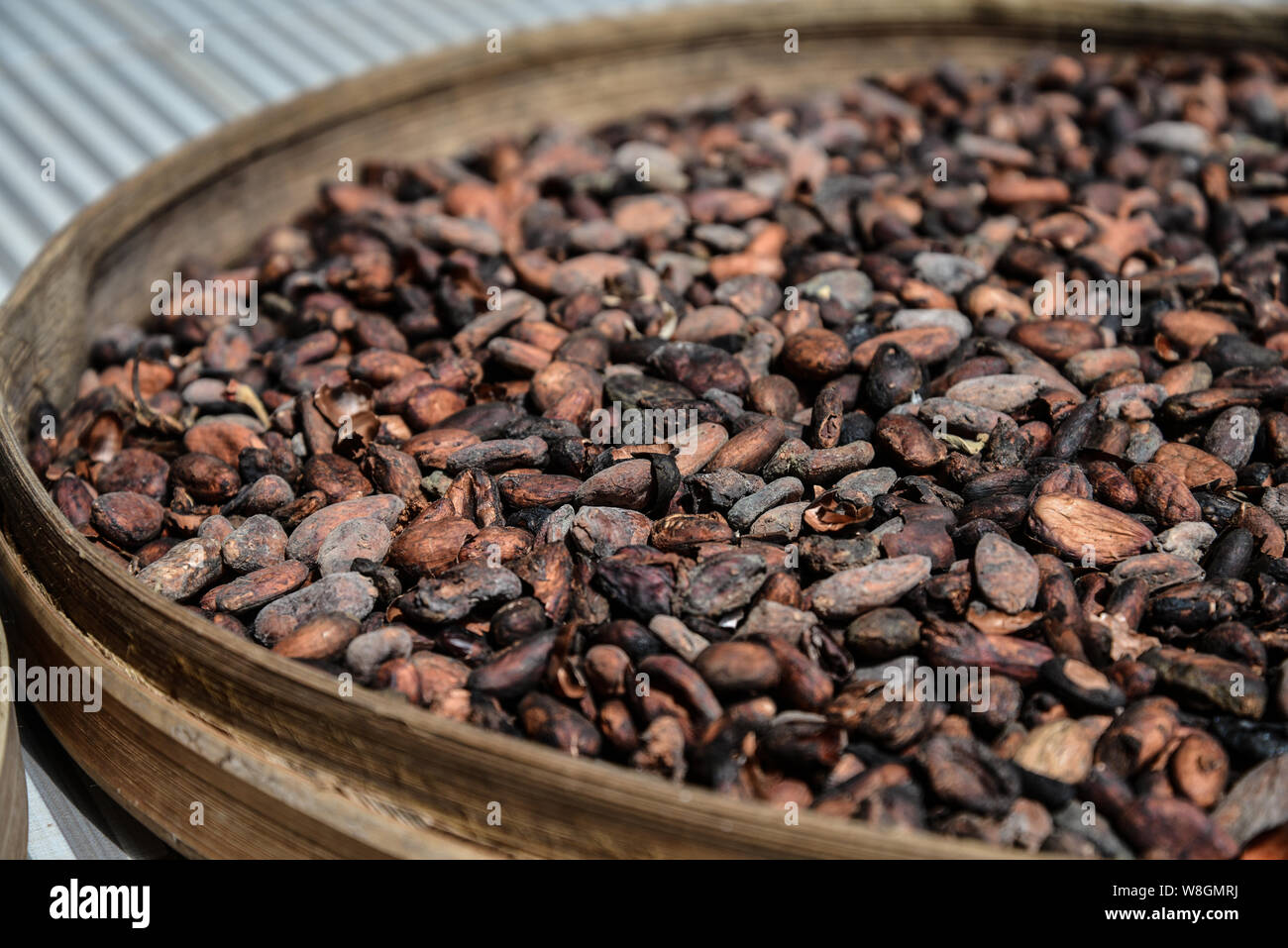 Dry cocoa seeds on round tray outdoor closeup Stock Photo Alamy