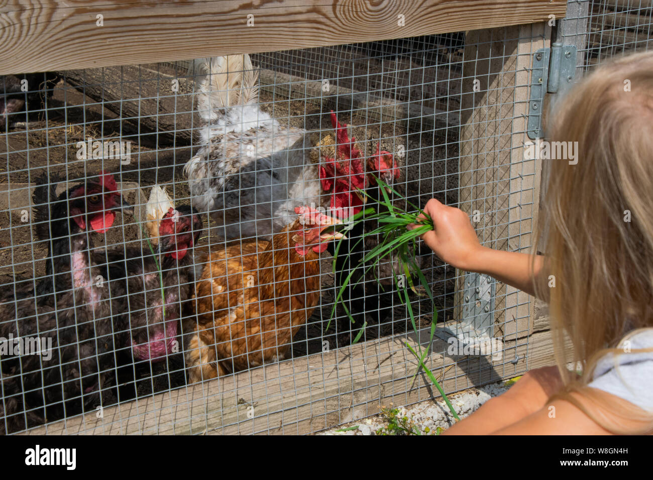 child feeding chickens Stock Photo