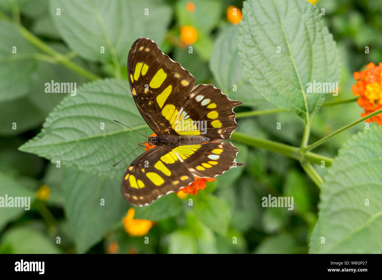 Malachite butterfly ( Siproeta stelenes ) Stock Photo