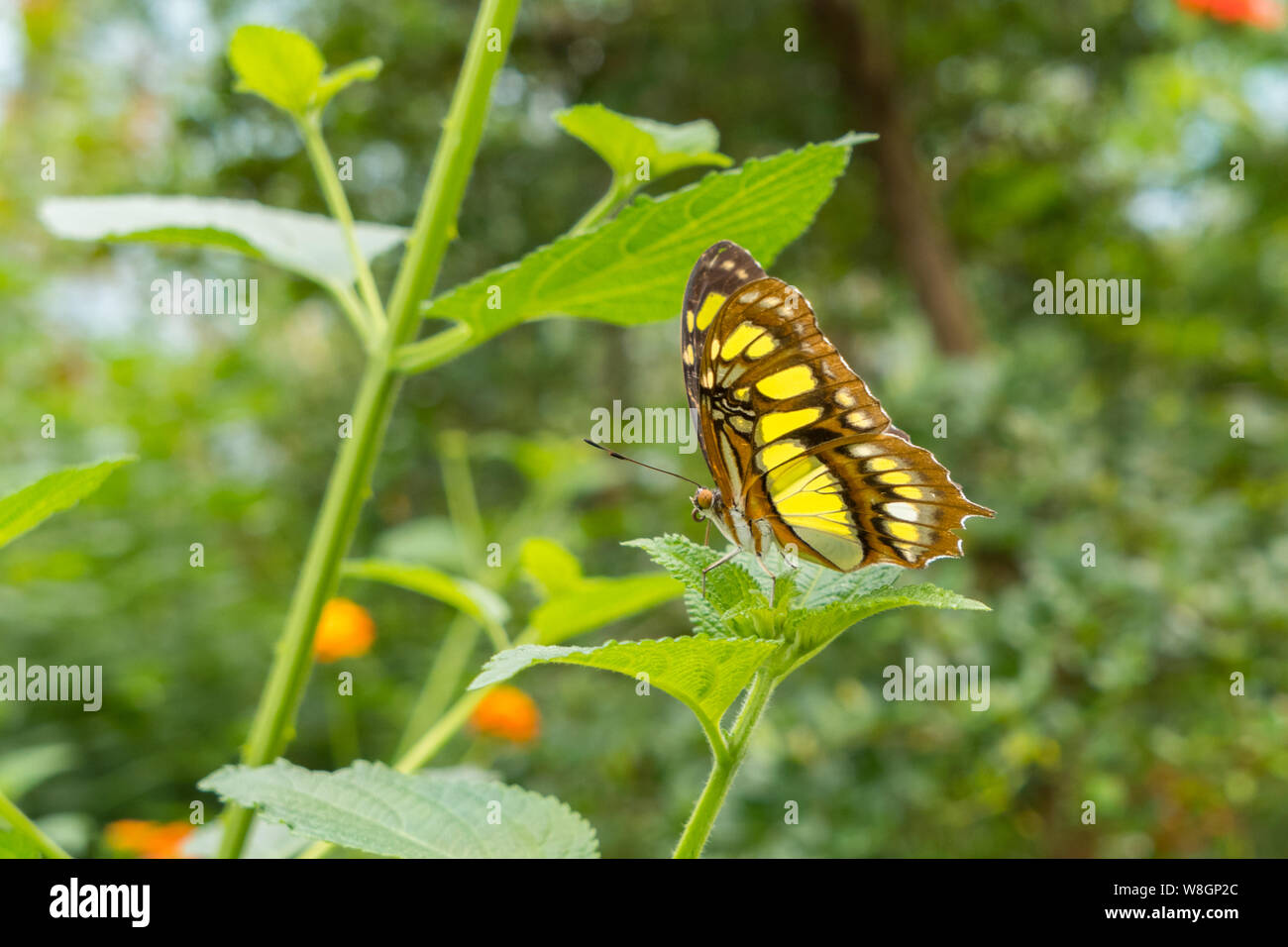 Malachite butterfly ( Siproeta stelenes ) Stock Photo