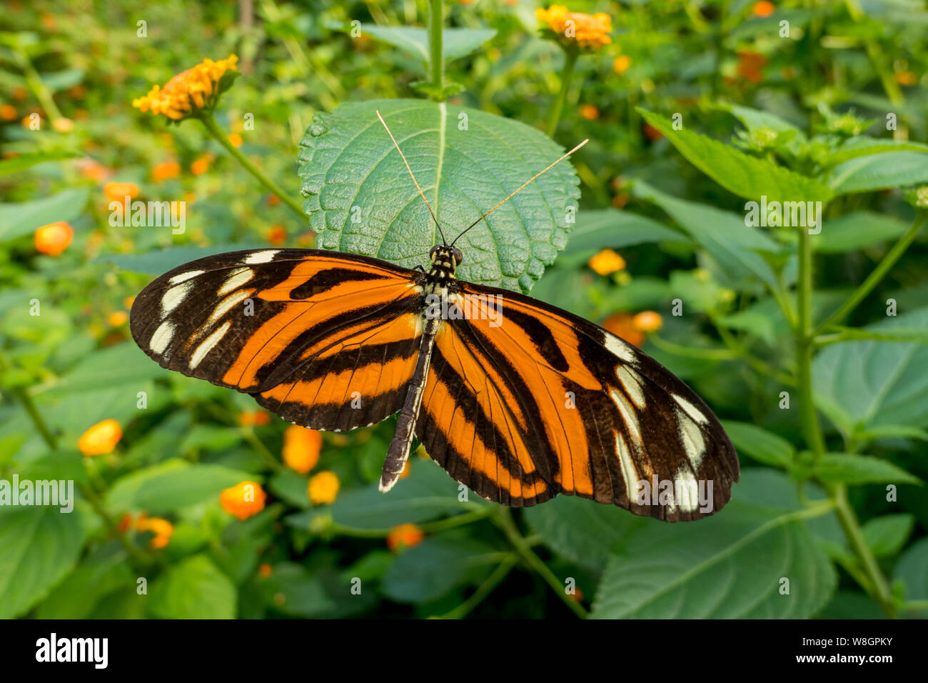 Tiger-striped longwing ( Heliconius ismenius Stock Photo - Alamy